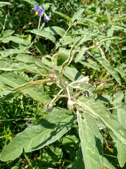 Solanum elaeagnifolium