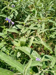 Solanum elaeagnifolium