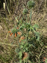 Leonotis nepetifolia