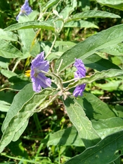Solanum elaeagnifolium