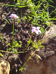 Oxalis livida
