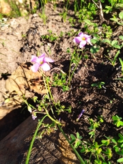 Oxalis livida