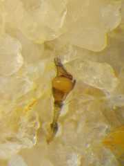 Tetragnatha keyserlingi