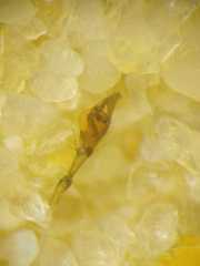 Tetragnatha keyserlingi