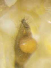 Tetragnatha keyserlingi