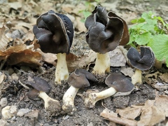 Helvella monachella