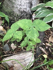 Arisaema triphyllum