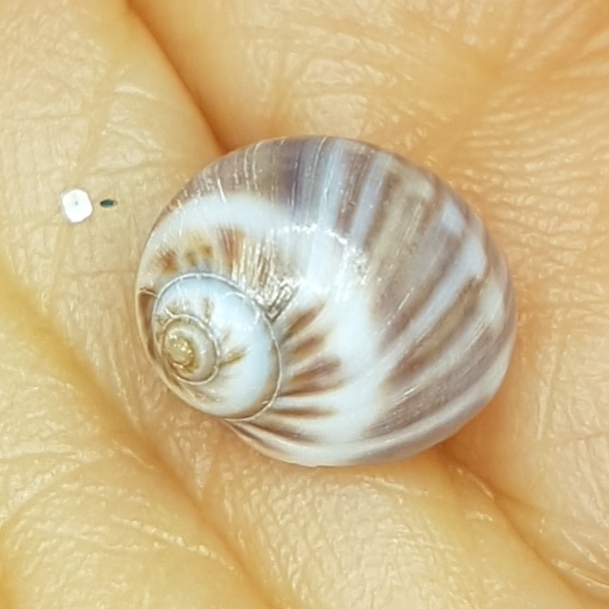 Euspira macilenta
