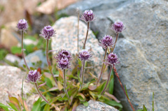 Erigeron lachnocephalus