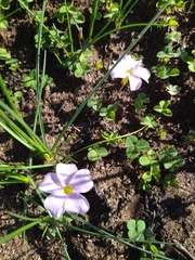 Oxalis nidulans