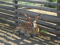 Cervini