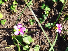 Oxalis nidulans