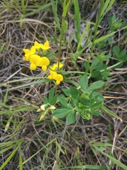 Lotus corniculatus