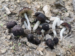 Pluteus nanus