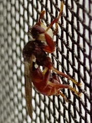 Myopa clausa