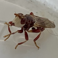Myopa clausa