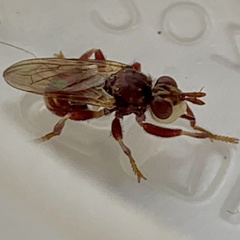 Myopa clausa