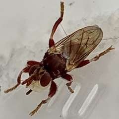 Myopa clausa