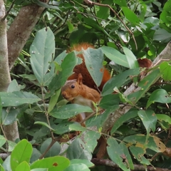 Sciurus spadiceus