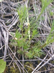 Tripleurospermum inodorum