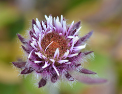 Erigeron lachnocephalus