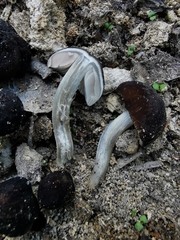 Pluteus nanus