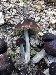 Pluteus nanus
