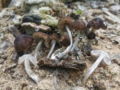 Pluteus nanus