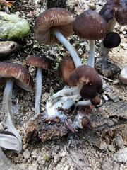 Pluteus nanus