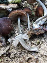 Pluteus nanus
