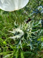 Argemone albiflora