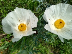 Argemone albiflora