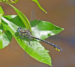 Hylogomphus geminatus