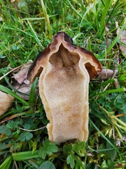Morchella semilibera