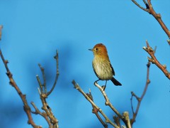 Knipolegus striaticeps