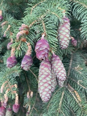 Picea