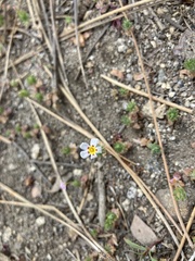 Leptosiphon ciliatus