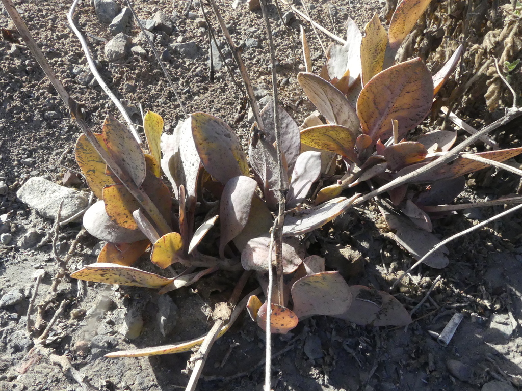 Cistanthe taltalensis
