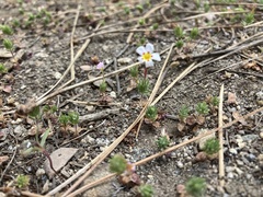 Leptosiphon ciliatus