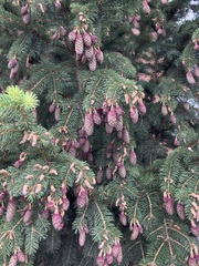 Picea