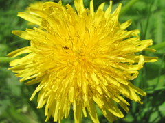 Taraxacum officinale