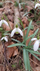 Galanthus nivalis