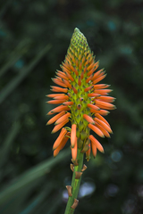 Aloe
