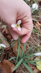 Galanthus nivalis