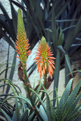 Aloe