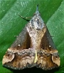 Dichromia quinqualis