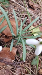 Galanthus nivalis