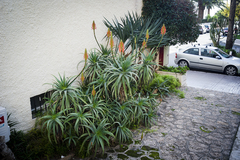 Aloe