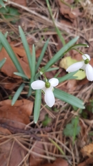 Galanthus nivalis