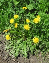 Taraxacum officinale